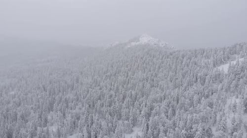 Aerial View of a Snowy Winter Forest During a Snowfall Coniferous Mountain Forests