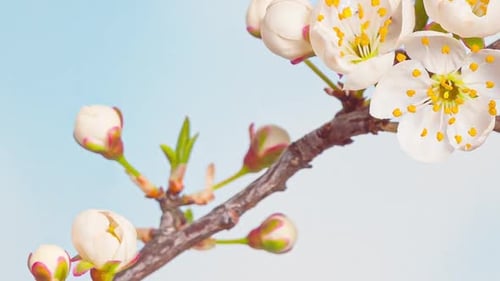 Time Lapse of Flowering Cherry Flowers