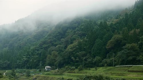 Misty Forest and mountain