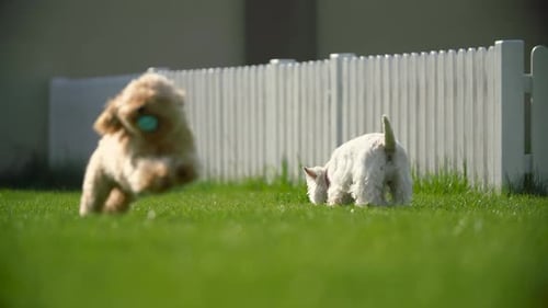 Two Playful Dogs Playing in a Suburban Yard