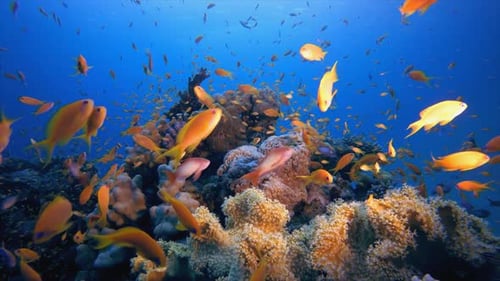 Underwater Colorful Orange Fish