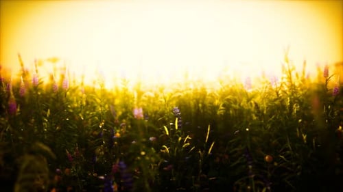 Wild Field Flowers at Summer Sunset