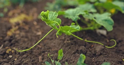 Gros plan, une jeune plante qui pousse dans le sol. De jeunes pousses de melons cultes gisent sur le sol