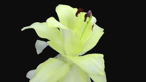 Wilting White Flower in Time Lapse on Black