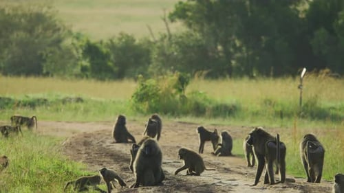 Baboons in Africa