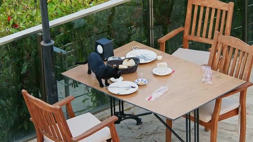 Black Cat Inspects Outdoor Table with Dishes