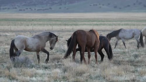 Slow motion of wild horse kicking at two others