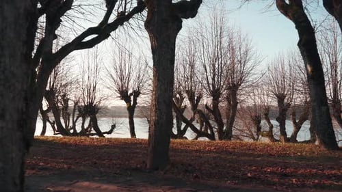 Old Linden Alley, Katvaru Manor Park, Latvia Looks So Ghostly Spoky Like Fairy Tales. Linden Tree A