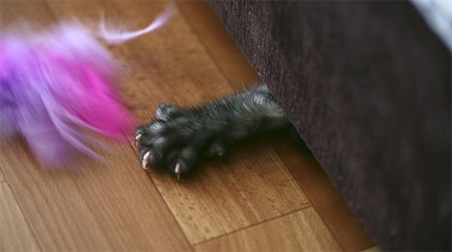 Kitten Playing with Feather Toy near Couch