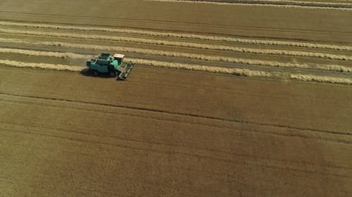 Aerial Drone Footage. Combine Harvester Gathers the Wheat. Harvesting Grain Field