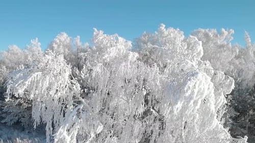 Ice trees