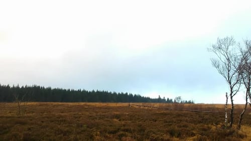 Tief Winkel Antenne drücken Birken Sumpfland Kiefernwald Wald Landschaft