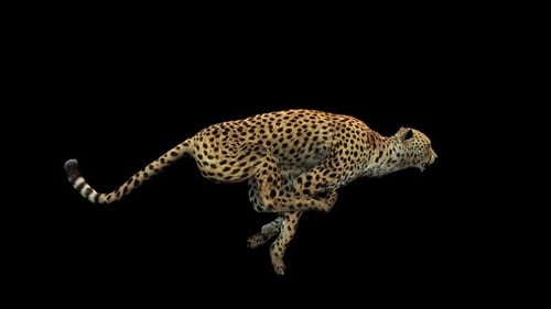 Cheetah Run