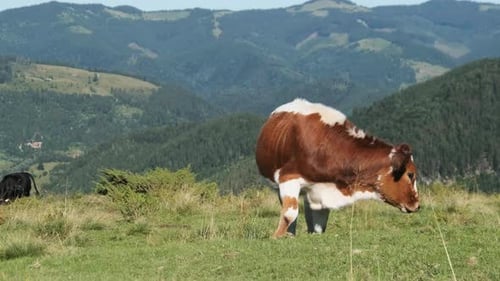 Brown Cow Grazes on a Green Mountain Meadow in the Highlands. Slow Motion