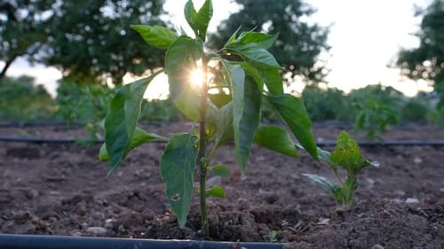 Pepper Plants Growing in Rural Field at Sunset