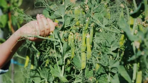 A Woman Rips Pea Strings in the Garden.