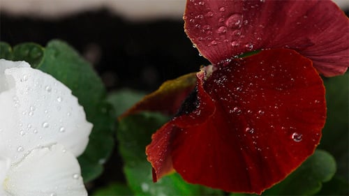 Pancy flower