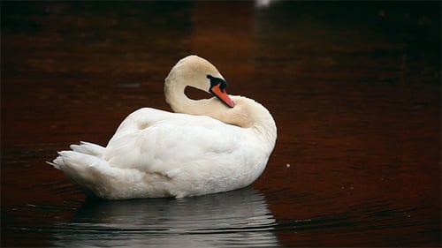 Elegant White Swan Preening on the Water