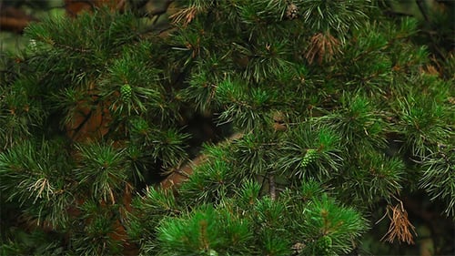Lush Green Pine Tree Branches in Forest