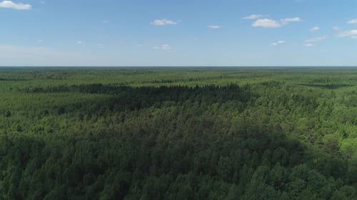 Flight Over the Green Forest