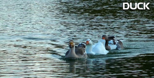 Duck Family