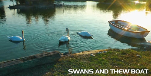Swan Family und das Boot im See