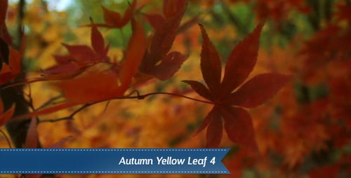 Autumn