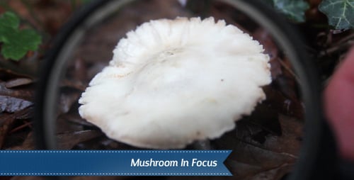 Mushroom In Focus
