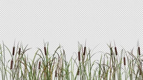 Windy Cattails - II - MS - Transparent Loop