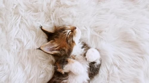 Gray Striped Kitten Sleeping