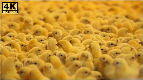 Chicks on the Farm (4K)