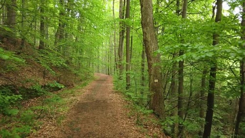 Walking on a Path in the Green Forest, Steady Cam Shot. Pov of Hiker Walking on Trail
