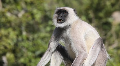 Gray Langur
