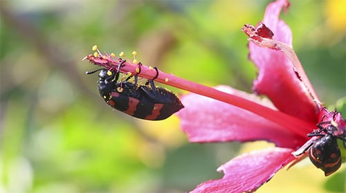 Vibrant Beetle Feeds on Pink Tropical Hibiscus Flower