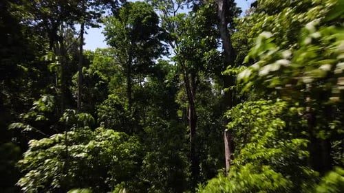 Aerial shot of drone flying through the trees in a tropical forest in Costa Rica