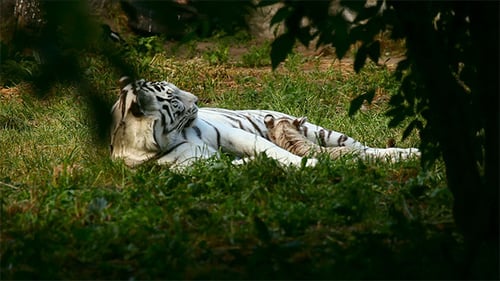 White Tiger with Cub Resting in Grass