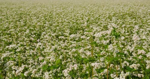 Buckwheat Flowers Closeup