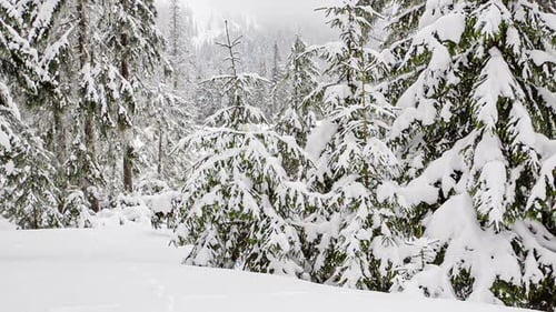 Schöner flauschiger Schnee auf Ästen