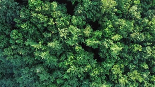 Aerial Drone View of Treetops in a Deciduous Forest