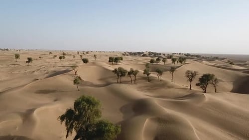 Désert de Hema, arbres, terres arides et dunes rouges, Sultanat d'Oman