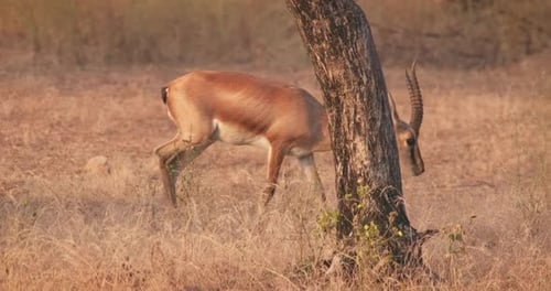 Gazelle Bennetti ou Chinkara indienne adulte marchant et paissant dans la forêt nationale de Rathnambore