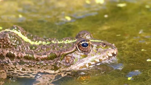 Green Frog in the River Blinks an Eye. Close-Up. Portrait Face of Toad in Water Plants