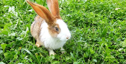 Rabbit Grazing Peacefully in a Green Clover Field