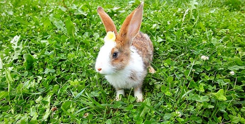 Rabbit Eating in the Green Grass Field