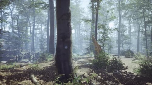 Forêt brumeuse avec lumière solaire douce
