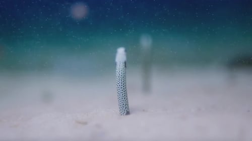 Elegant Garden Eel Emerging from Ocean Seabed