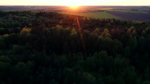 Above Forest On Sunset