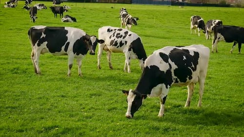 Cows Grazing Peacefully on a Sunny Green Pasture