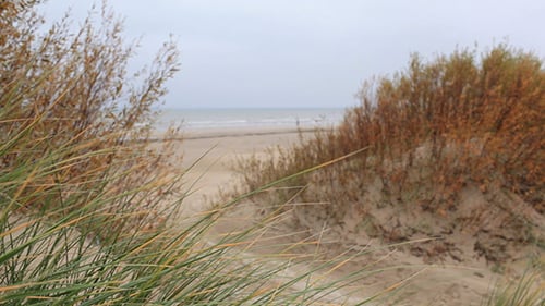 Grass On The Sea Coast
