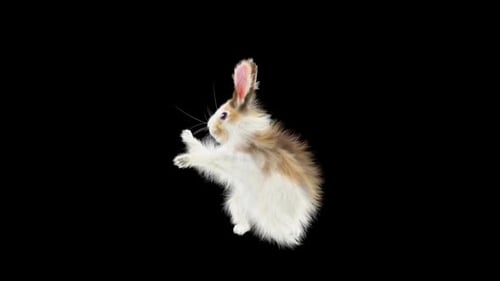 Hase: Tanzen HD